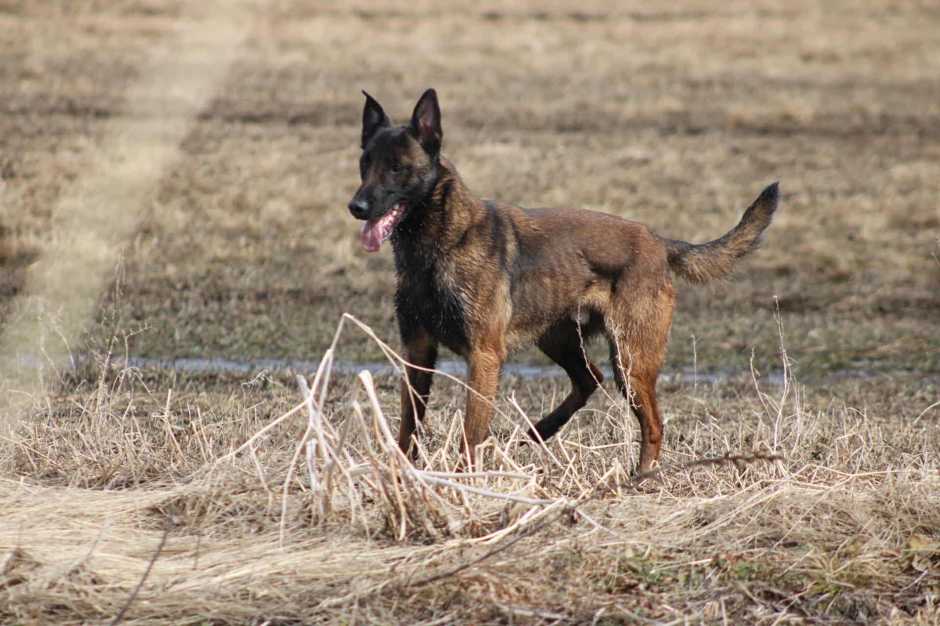 Enlarge Max, a Adopted Belgian Shepherd / Malinois in Saint-Basile-de-Portneuf, QC image 3/6