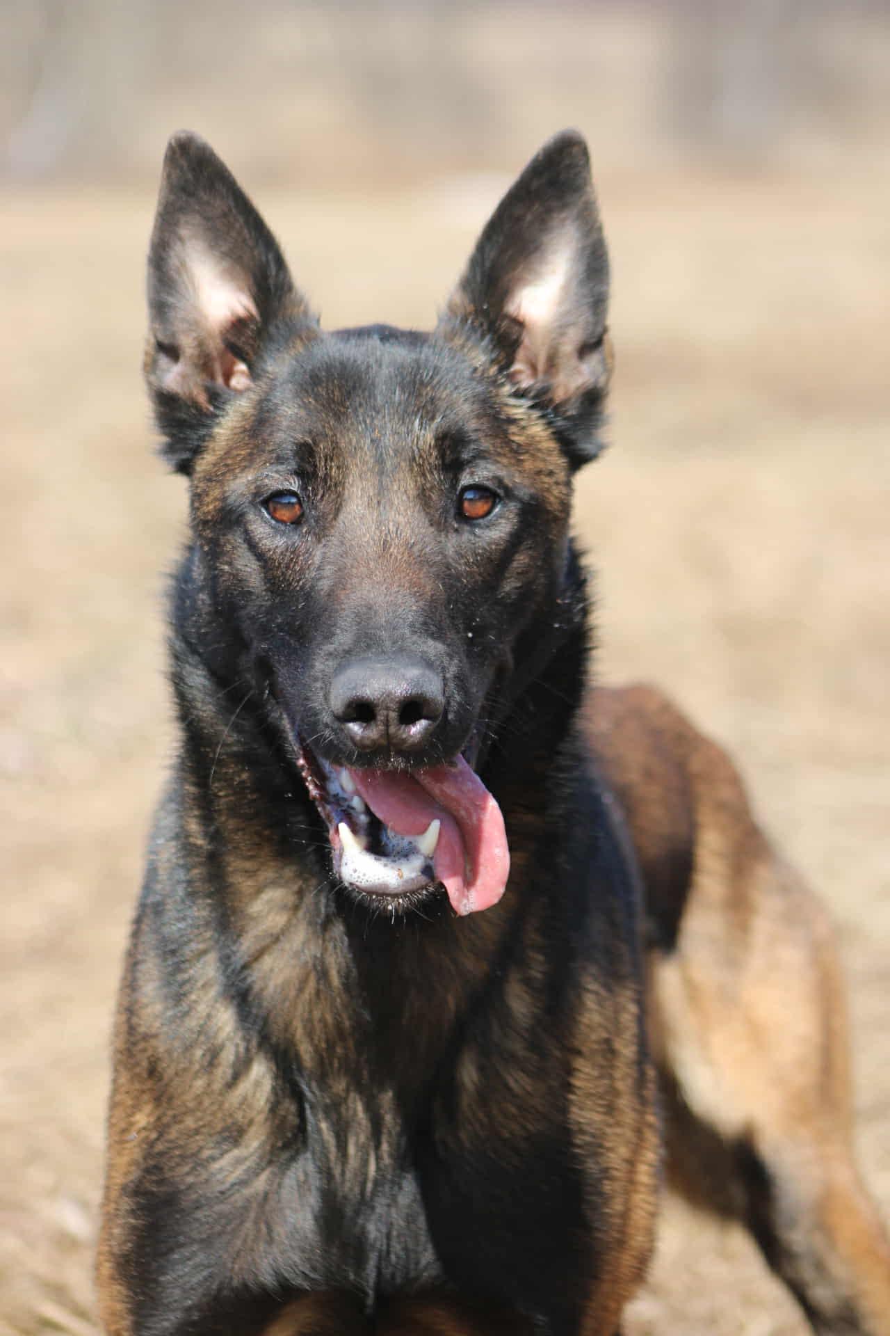 Enlarge Max, a Adopted Belgian Shepherd / Malinois in Saint-Basile-de-Portneuf, QC image 5/6