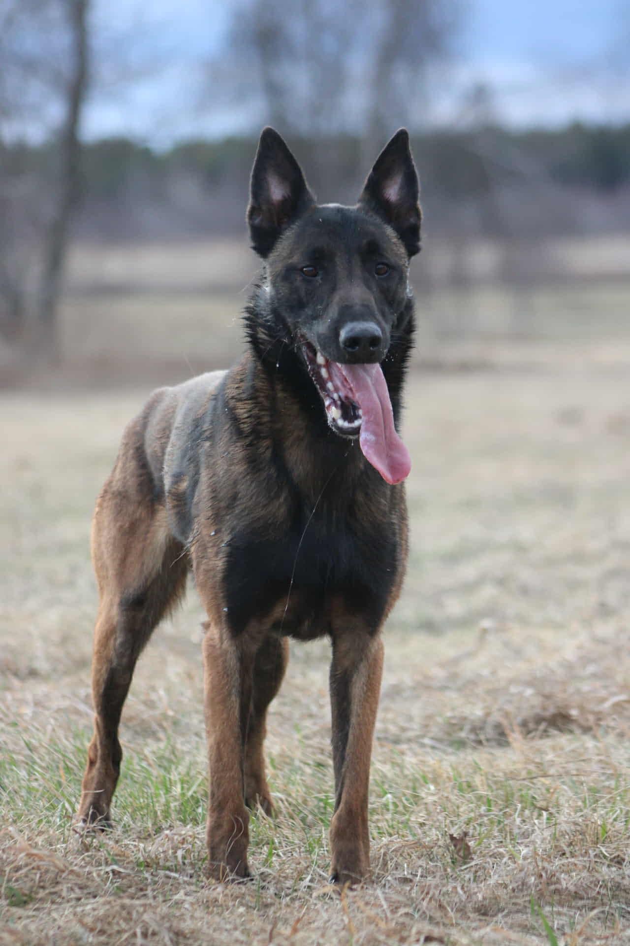Enlarge Max, a Adopted Belgian Shepherd / Malinois in Saint-Basile-de-Portneuf, QC image 1/6