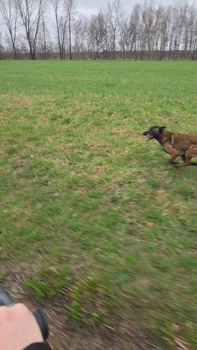 Enlarge Max, a Adopted Belgian Shepherd / Malinois in Saint-Basile-de-Portneuf, QC video 4/6