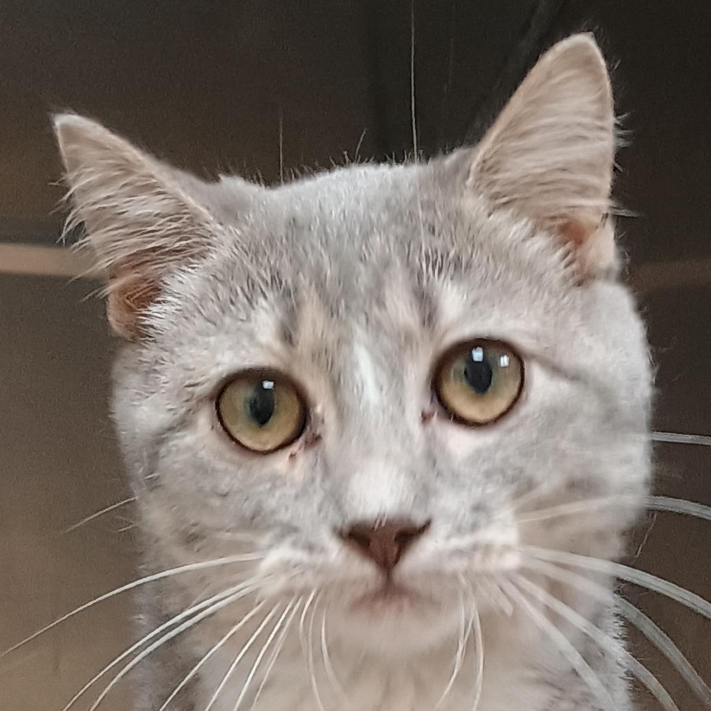 Mariana, Adoptable, Young Female Domestic Short Hair.