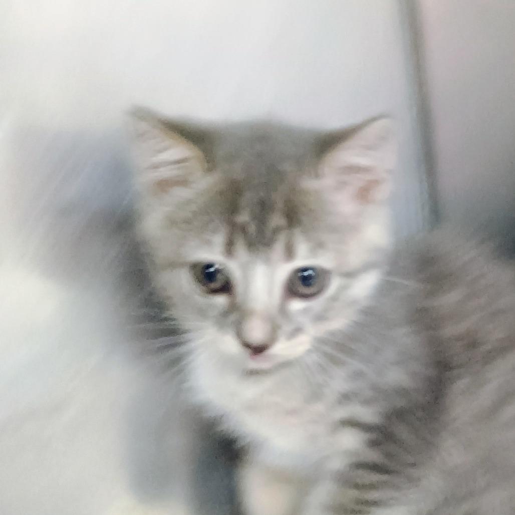Enlarge Mariana, a Adoptable Domestic Short Hair in Palestine, TX image 2/2
