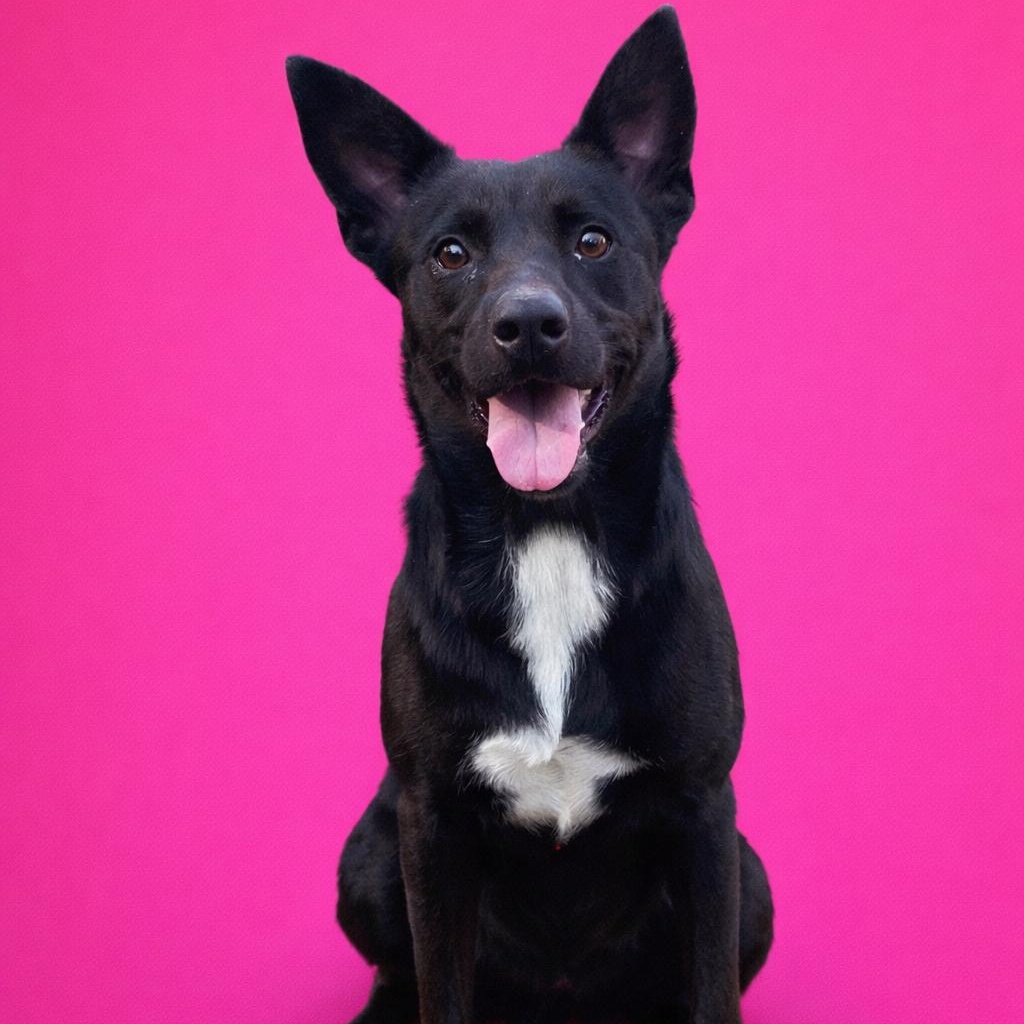 Enlarge Louie, a Adoptable mixed breed in Heber Springs, AR image 1/1