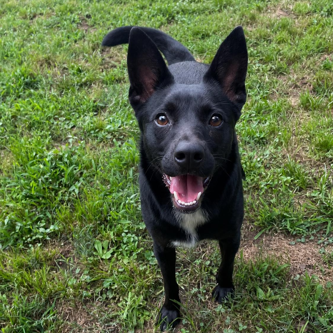 Louie, a Adoptable mixed breed in Heber Springs, AR image 2/3