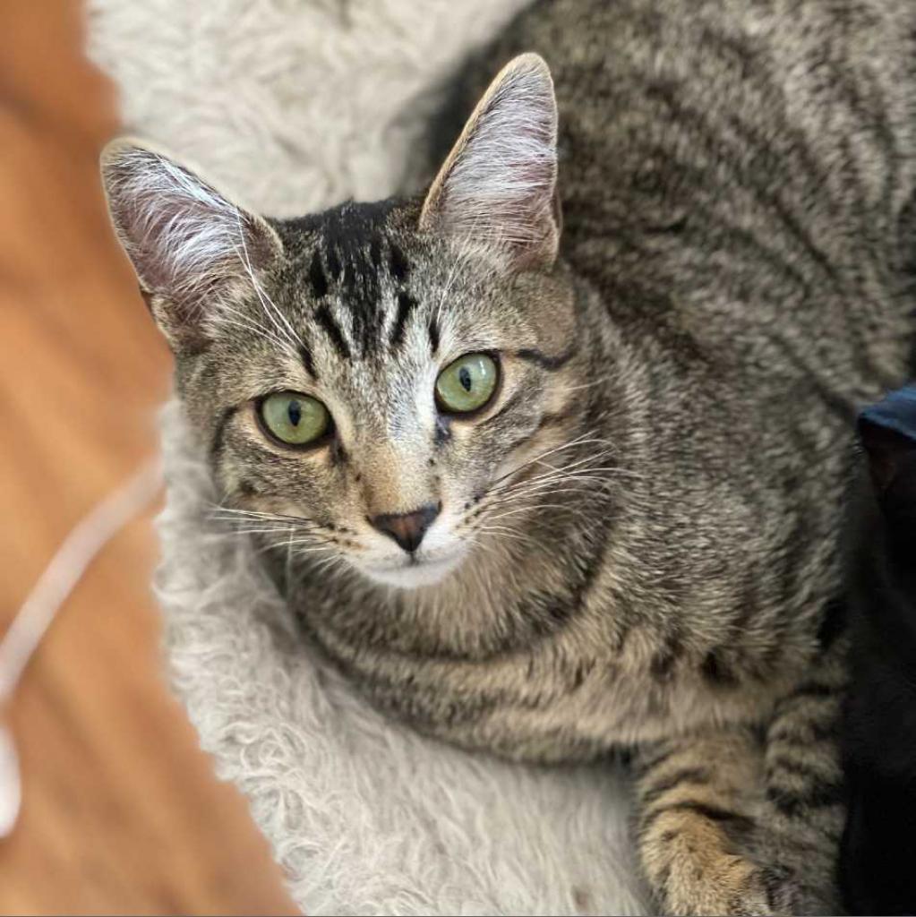 Enlarge Gravy, a Adoptable Domestic Short Hair in Tampa, FL image 1/3