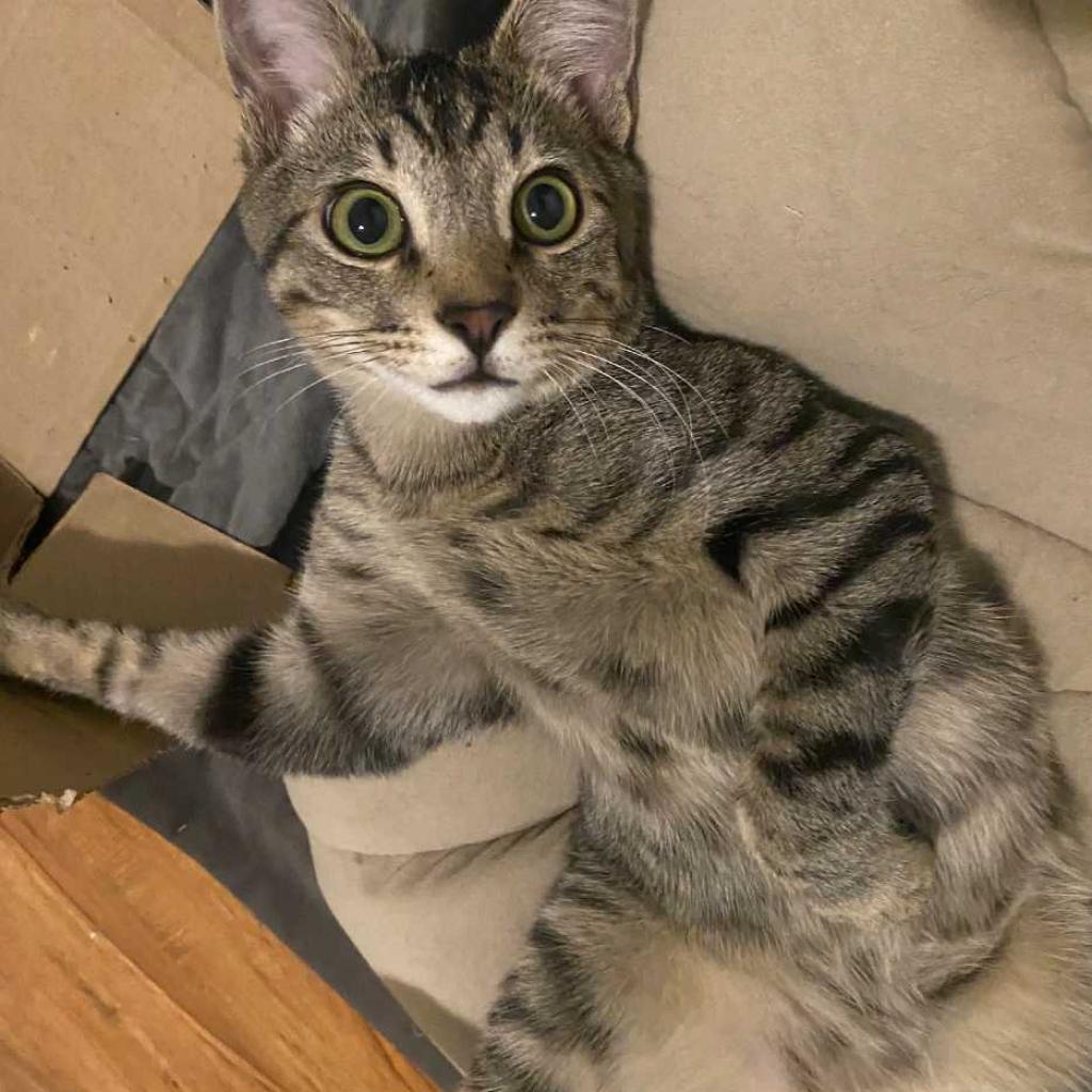 Enlarge Gravy, a Adoptable Domestic Short Hair in Tampa, FL image 2/3