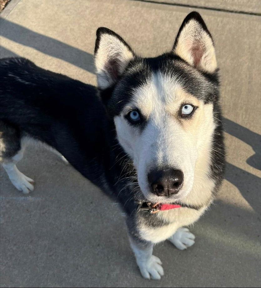 Buddy, Adoptable, Young Male Siberian Husky.
