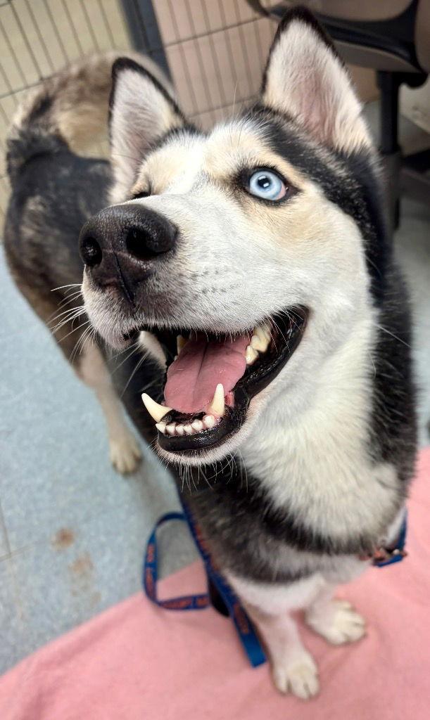 Buddy, Adoptable, Young Male Siberian Husky.
