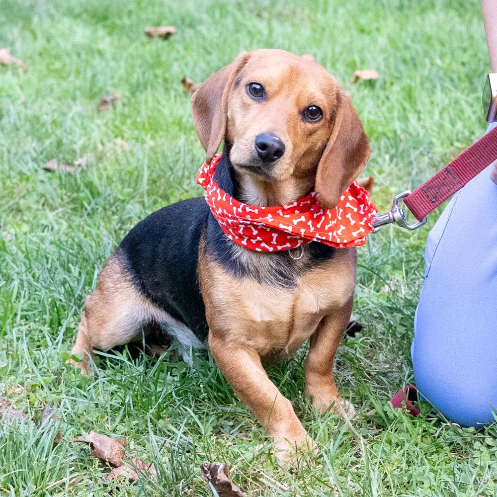 Enlarge Steeler (Male) Avail 10/24, a Adoptable mixed breed in West Grove, PA image 5/6