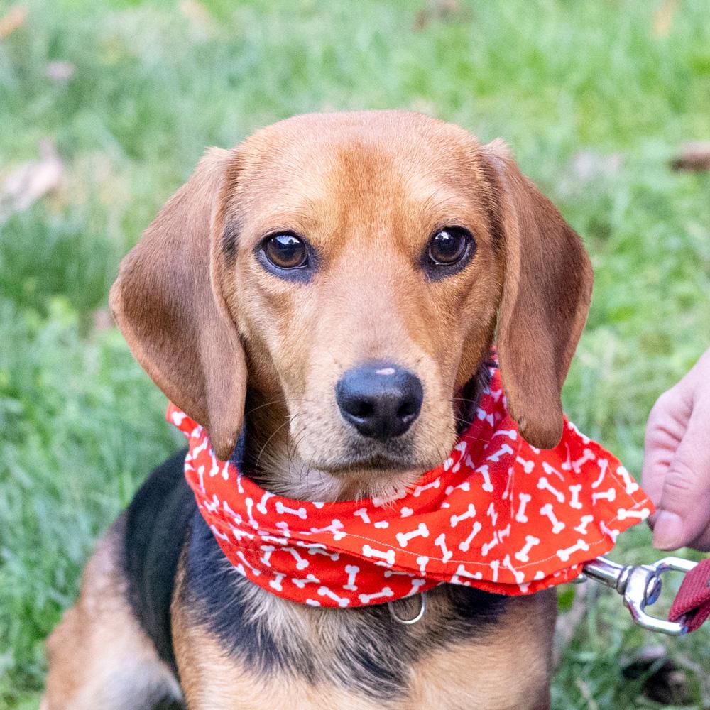 Enlarge Steeler (Male) Avail 10/24, a Adoptable mixed breed in West Grove, PA image 2/6