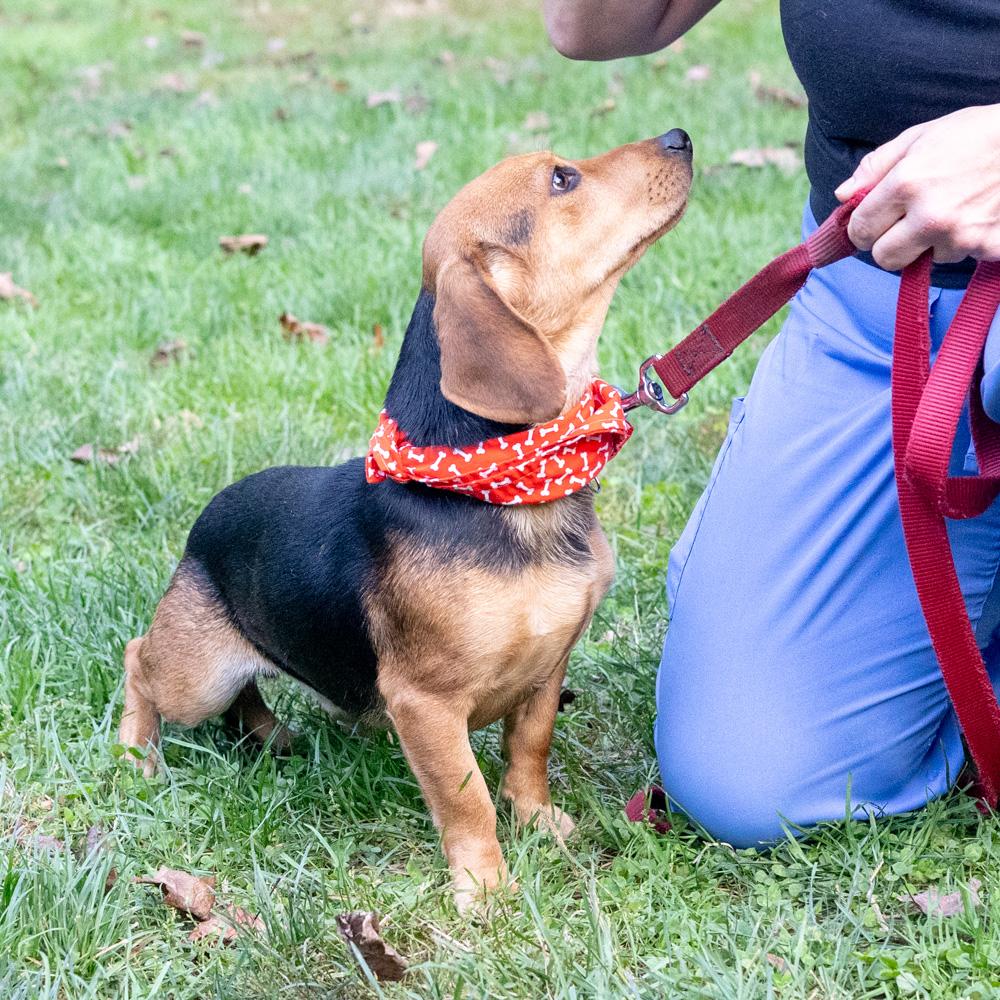 Enlarge Steeler (Male) Avail 10/24, a Adoptable mixed breed in West Grove, PA image 6/6