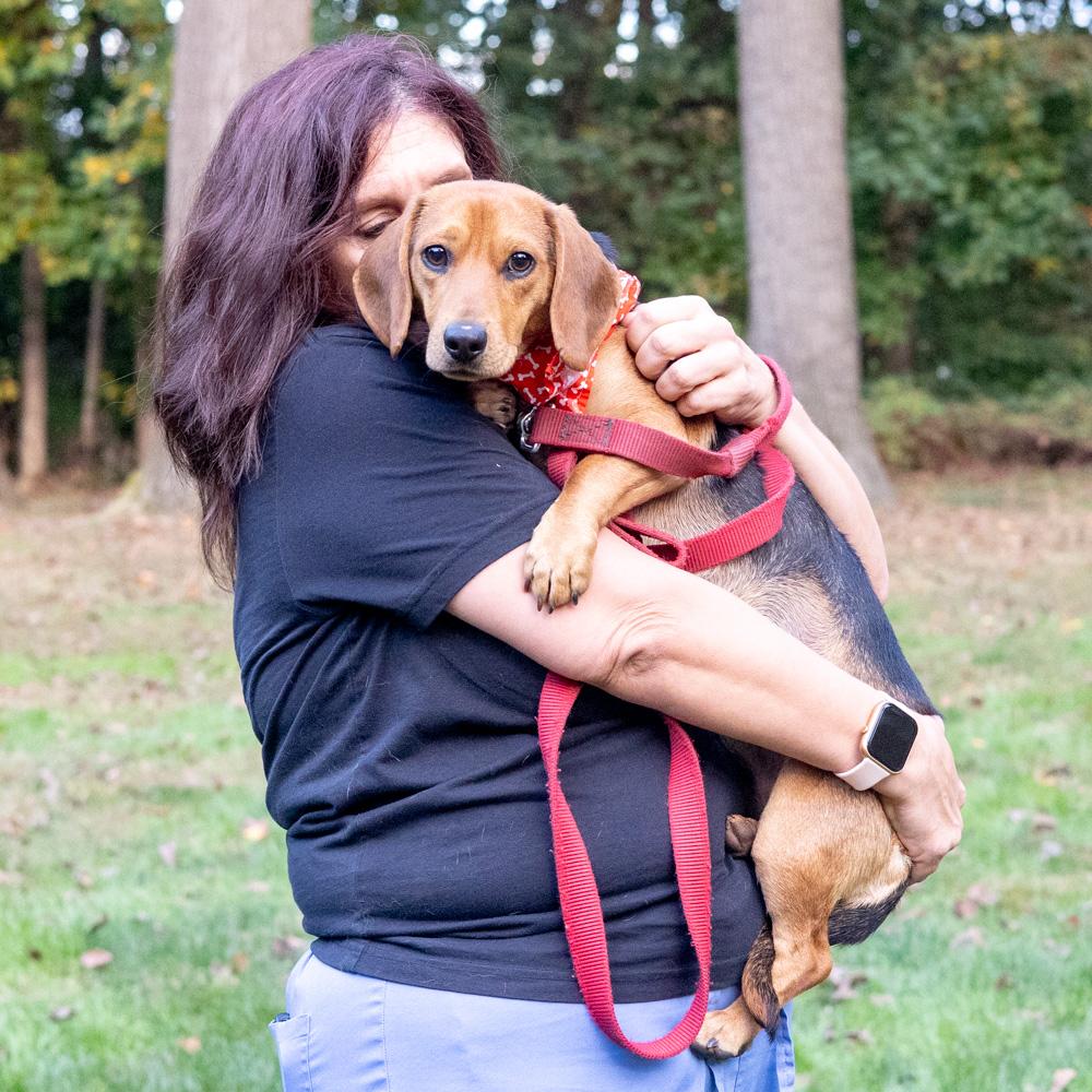 Enlarge Steeler (Male) Avail 10/24, a Adoptable mixed breed in West Grove, PA image 4/6
