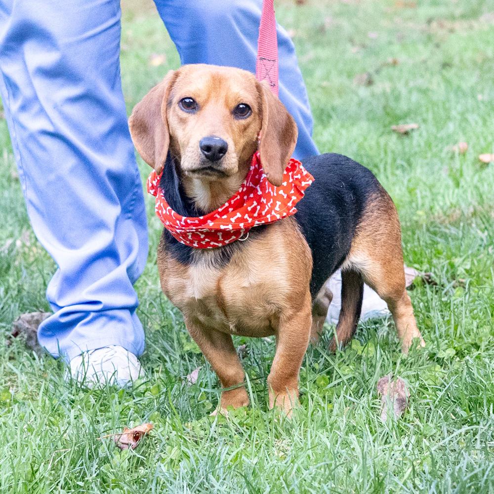 Enlarge Steeler (Male) Avail 10/24, a Adoptable mixed breed in West Grove, PA image 3/6