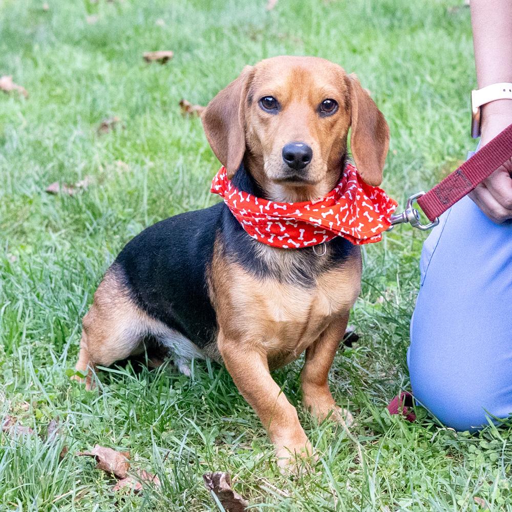 Steeler (Male) Avail 10/23, Adoptable, Adult Male Beagle.