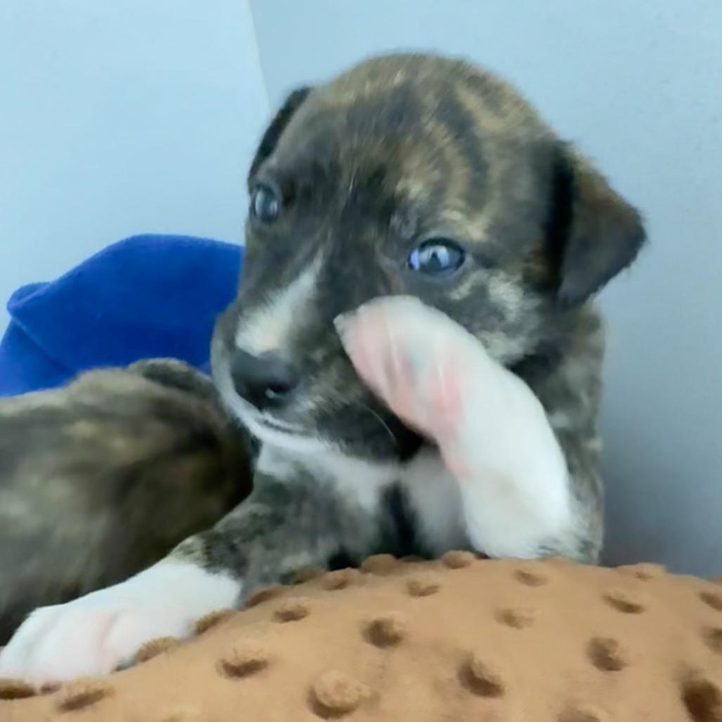 Enlarge Daisy May, a Adoptable Mixed Breed in Franklin, NC image 1/6