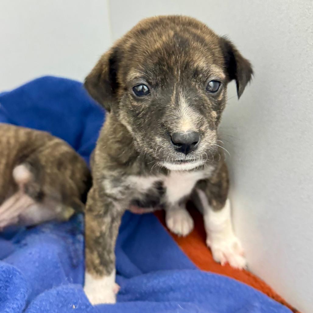 Enlarge Daisy May, a Adoptable Mixed Breed in Franklin, NC image 2/6