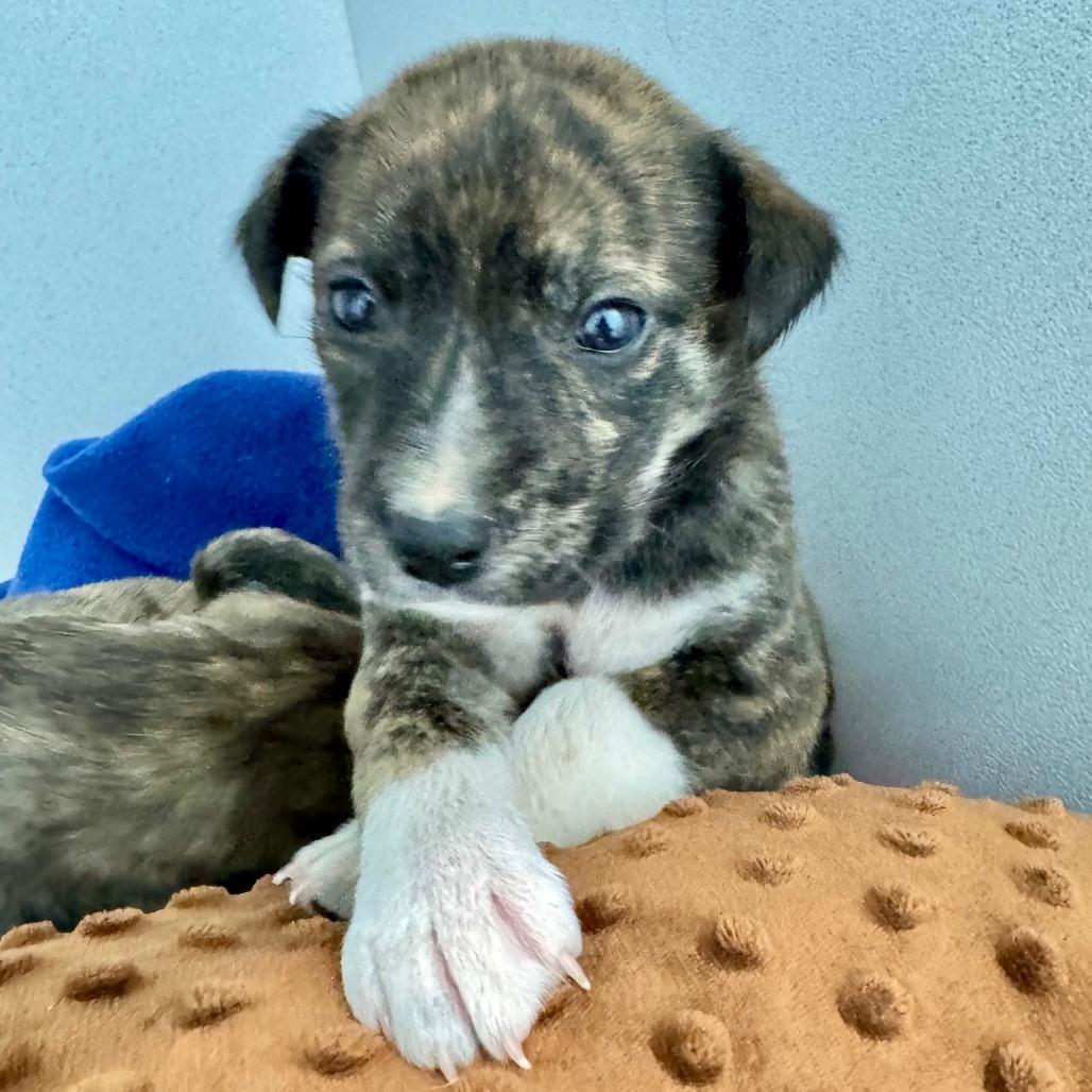 Enlarge Daisy May, a Adoptable Mixed Breed in Franklin, NC image 3/6