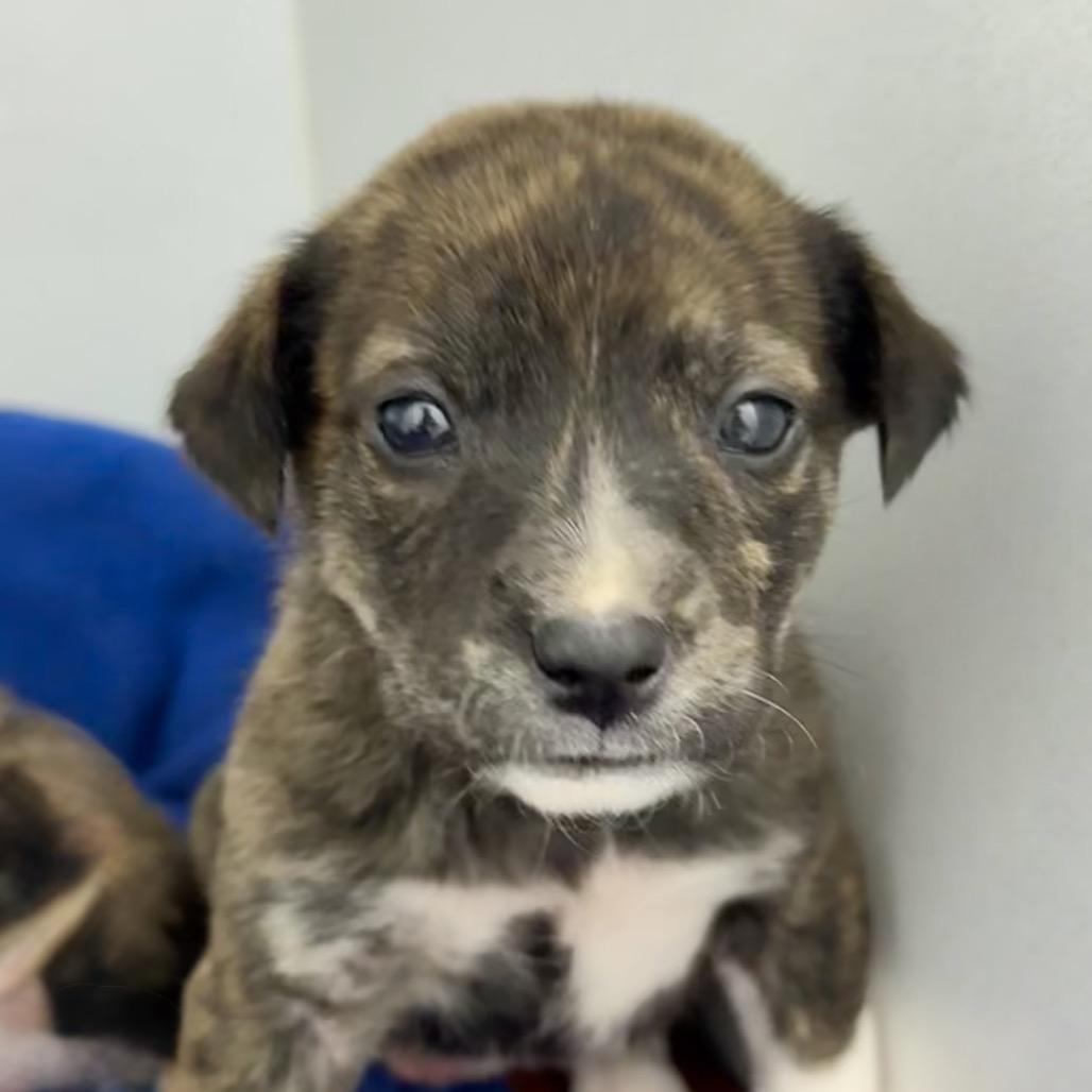 Enlarge Daisy May, a Adoptable Mixed Breed in Franklin, NC image 4/6