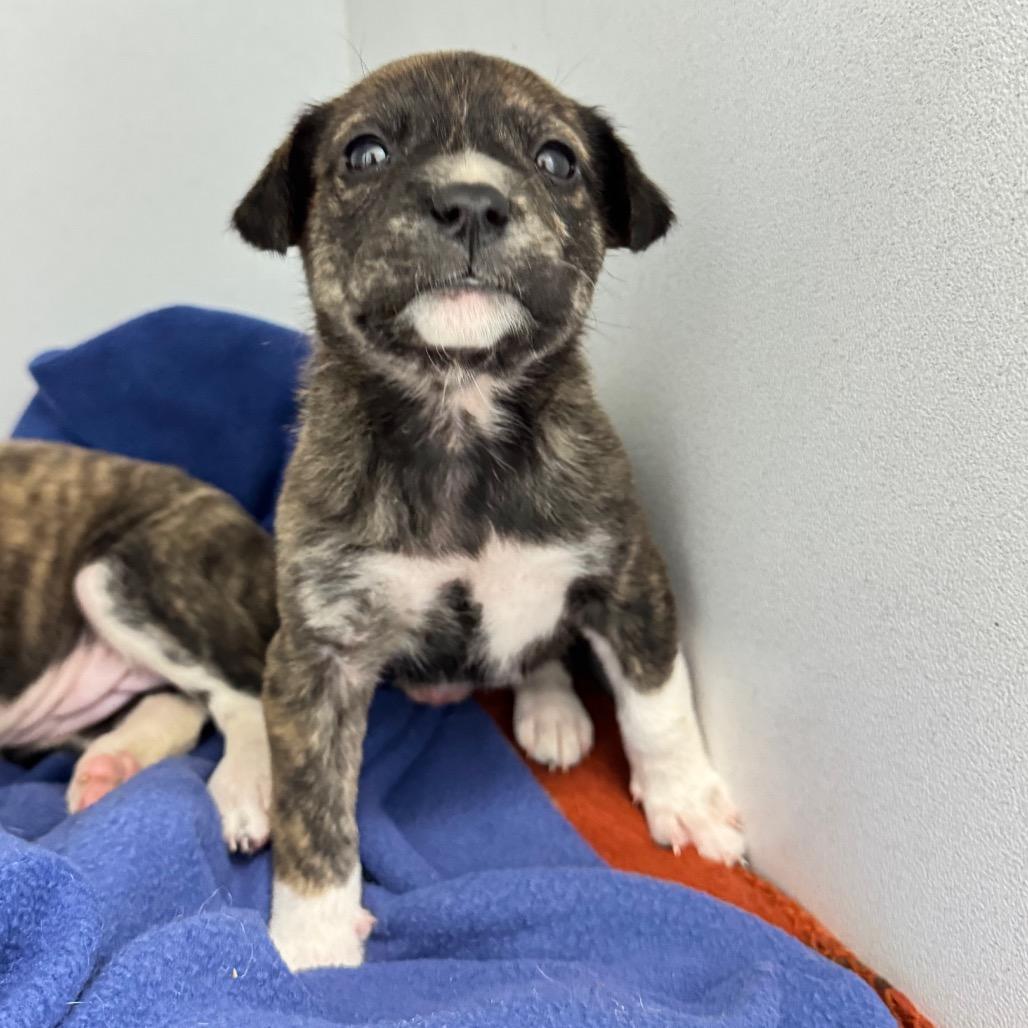 Enlarge Daisy May, a Adoptable Mixed Breed in Franklin, NC image 5/6