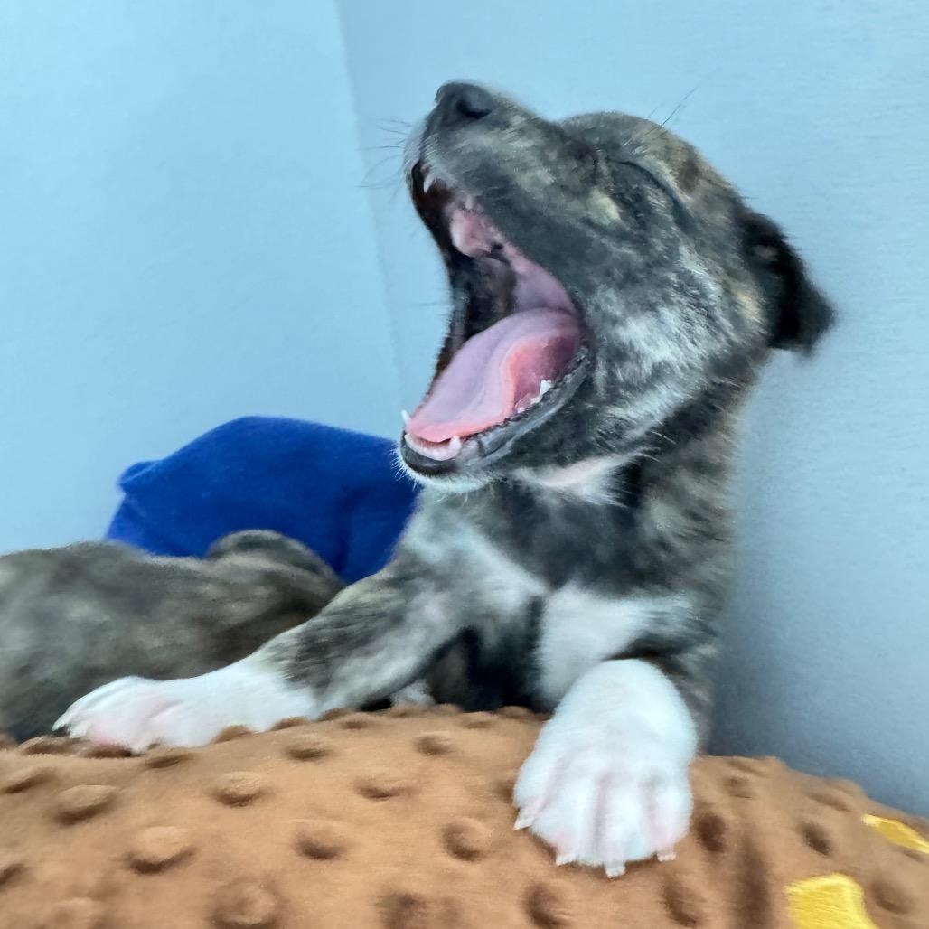 Enlarge Daisy May, a Adoptable Mixed Breed in Franklin, NC image 6/6