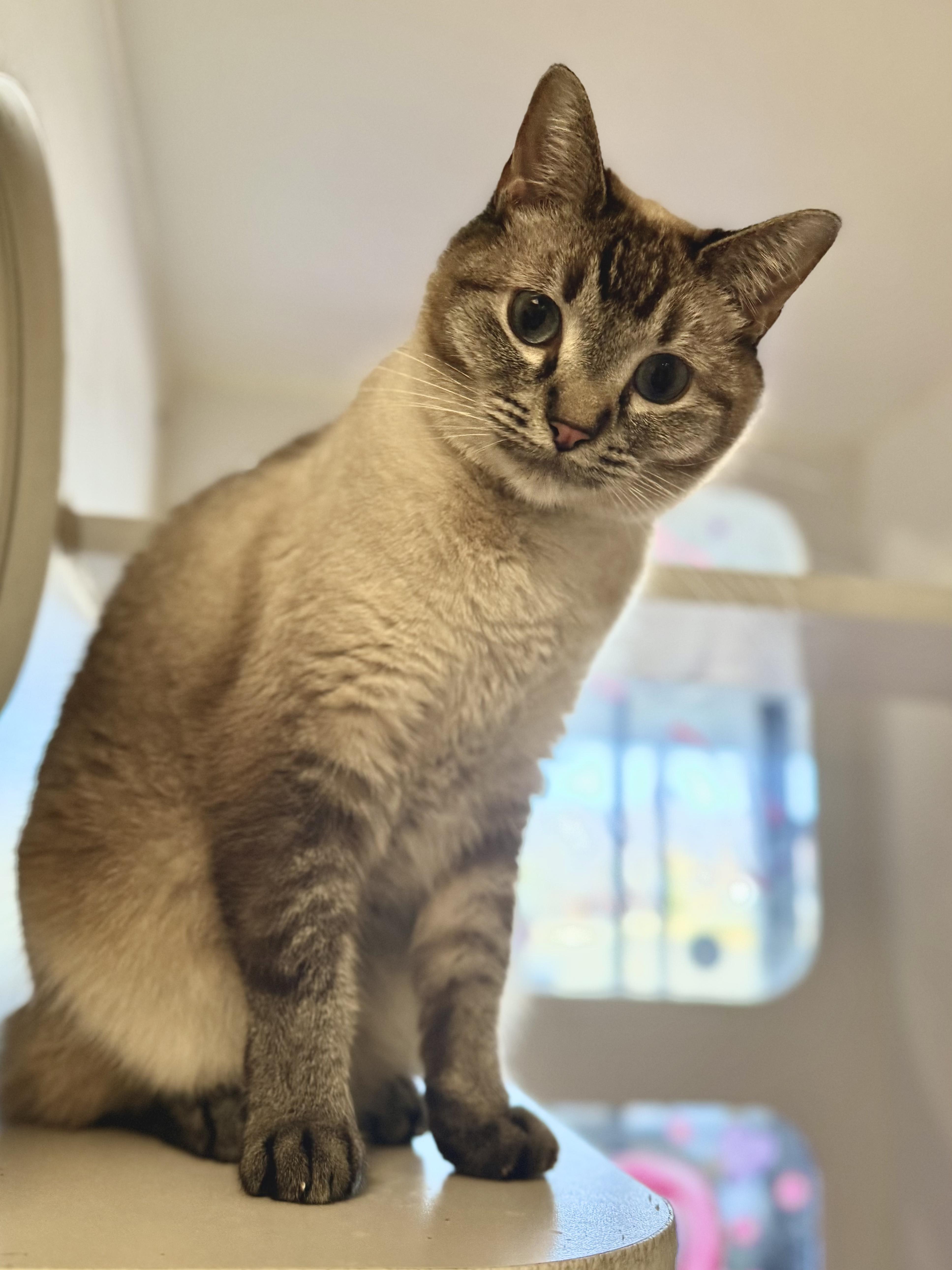 June, adopted, Adult Female Domestic Short Hair.