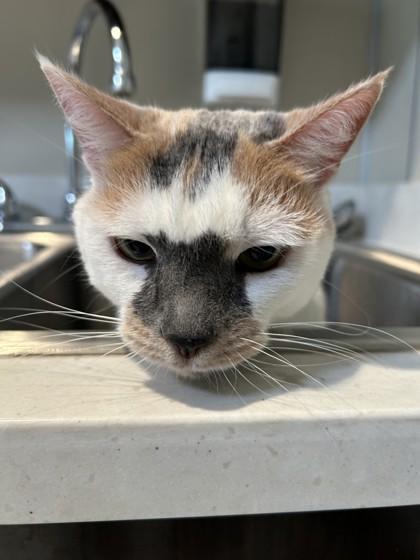 Daphne, a ADOPTABLE Domestic Short Hair in Hamilton, MT image 3/3