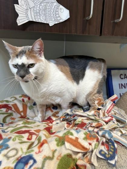 Daphne, a ADOPTABLE Domestic Short Hair in Hamilton, MT image 2/3