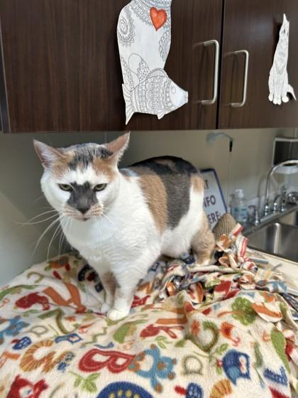 Daphne, ADOPTABLE, Adult Female Domestic Short Hair.