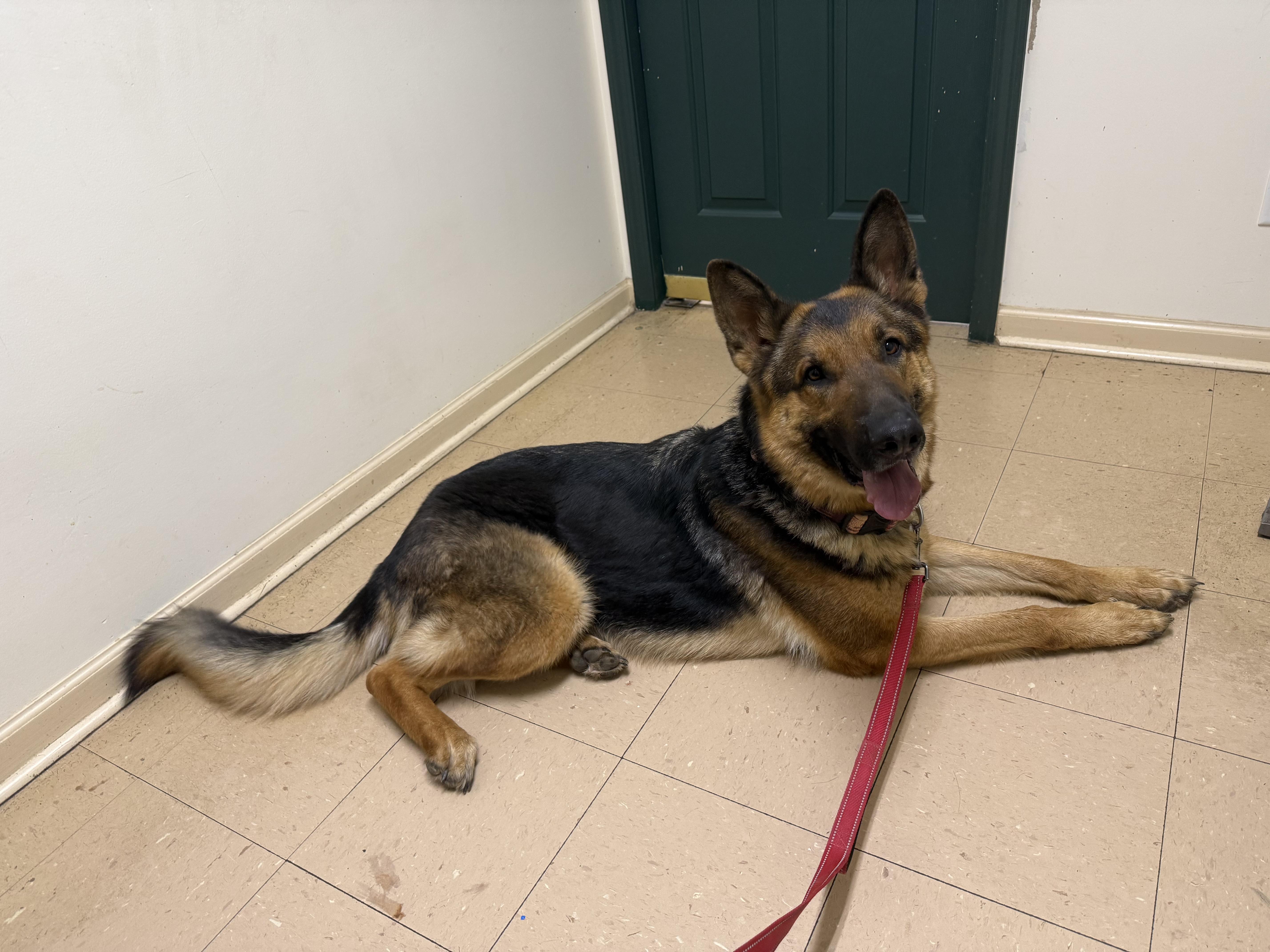 Enlarge Hans, a ADOPTABLE German Shepherd Dog in Waynesboro, TN image 4/5