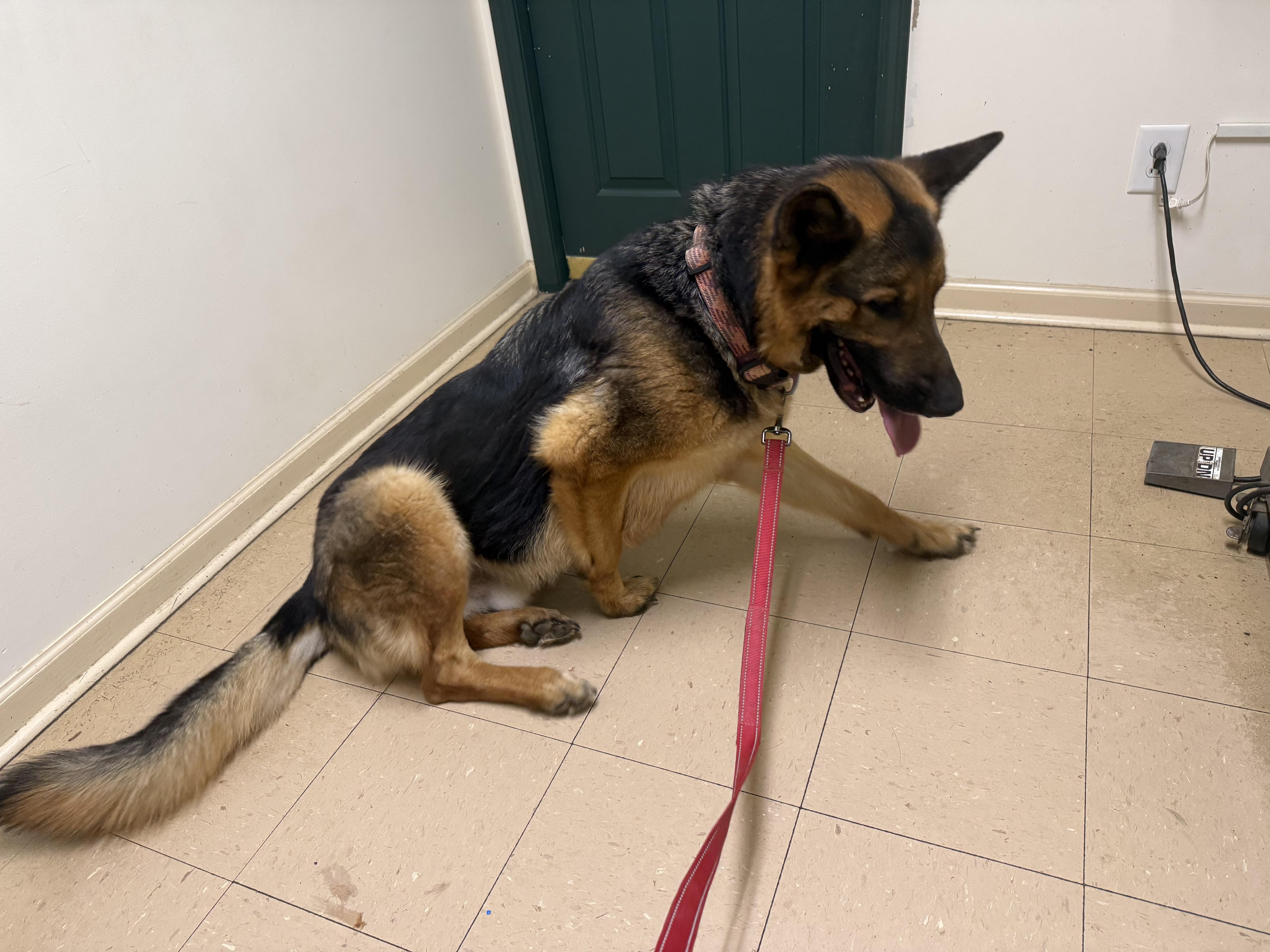 Enlarge Hans, a ADOPTABLE German Shepherd Dog in Waynesboro, TN image 3/5