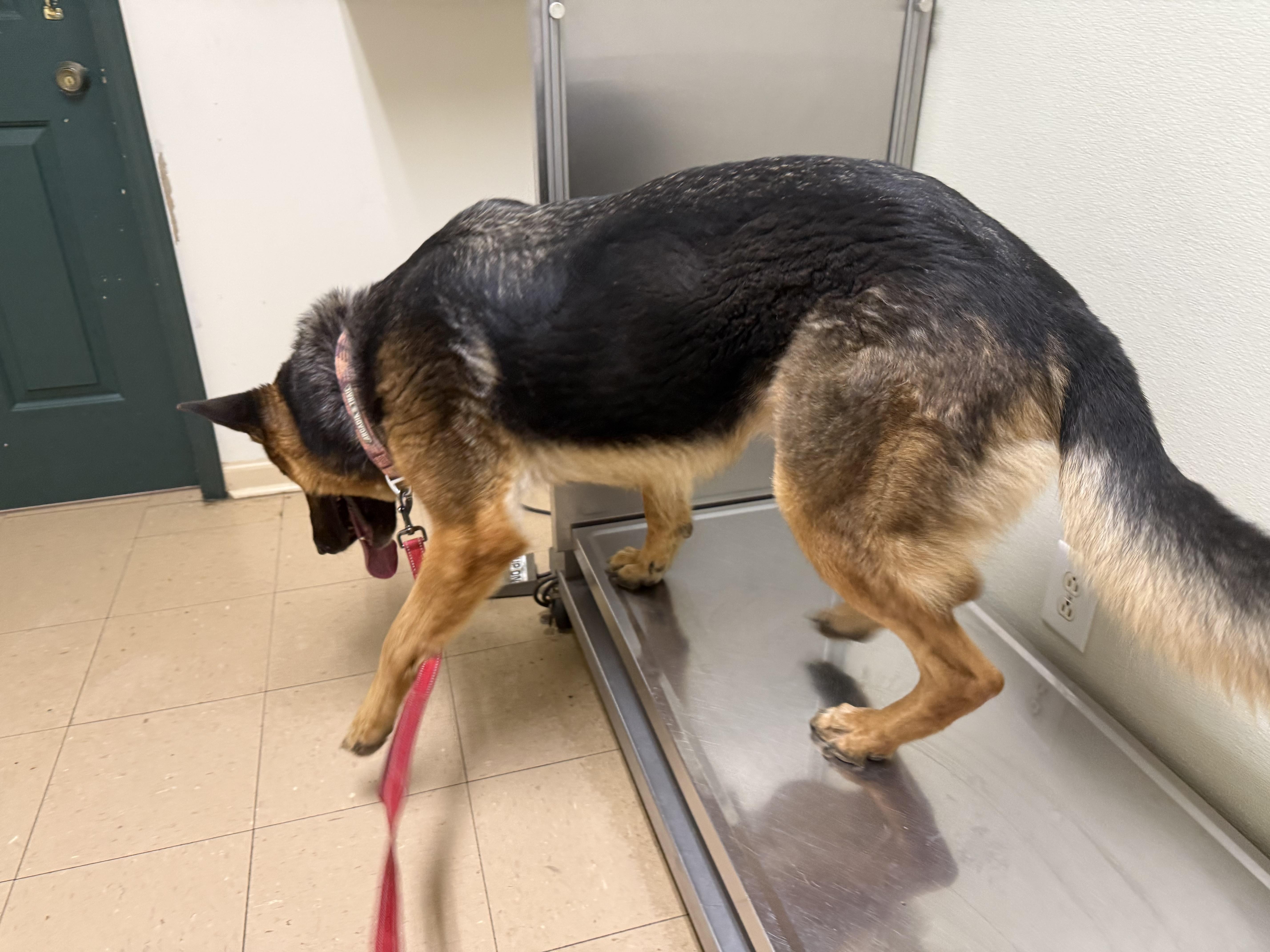 Enlarge Hans, a ADOPTABLE German Shepherd Dog in Waynesboro, TN image 2/5