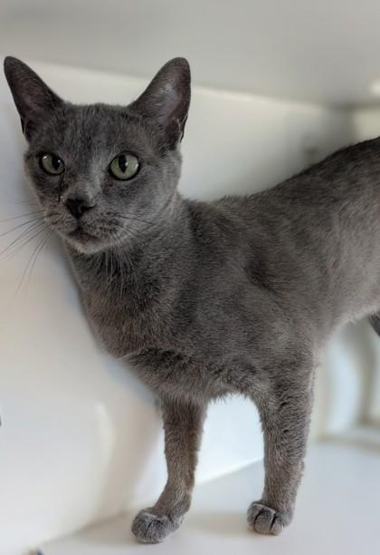 Diamond, Adoptable, Senior Female Domestic Short Hair & Domestic Short Hair.