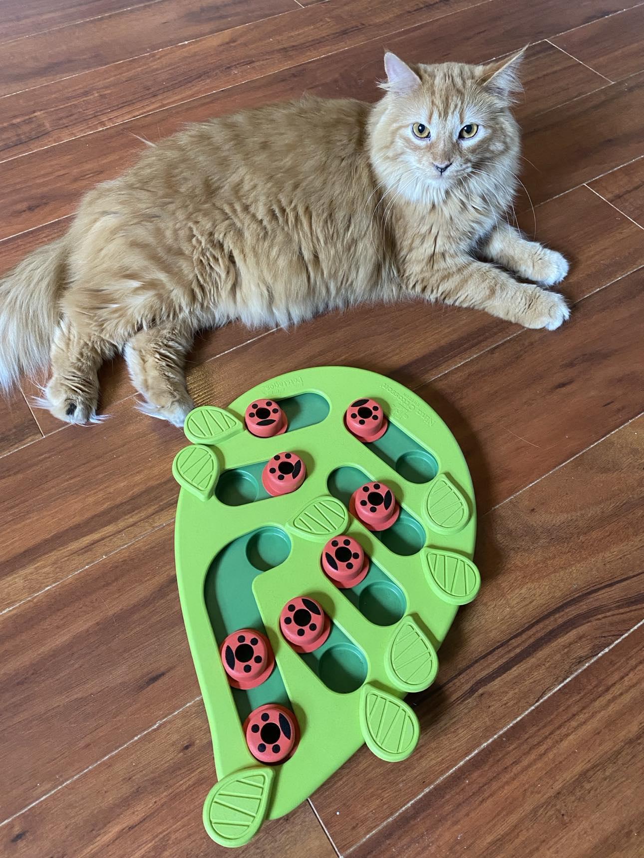 Enlarge Aries, a Adopted Tabby in Orleans, ON image 2/6