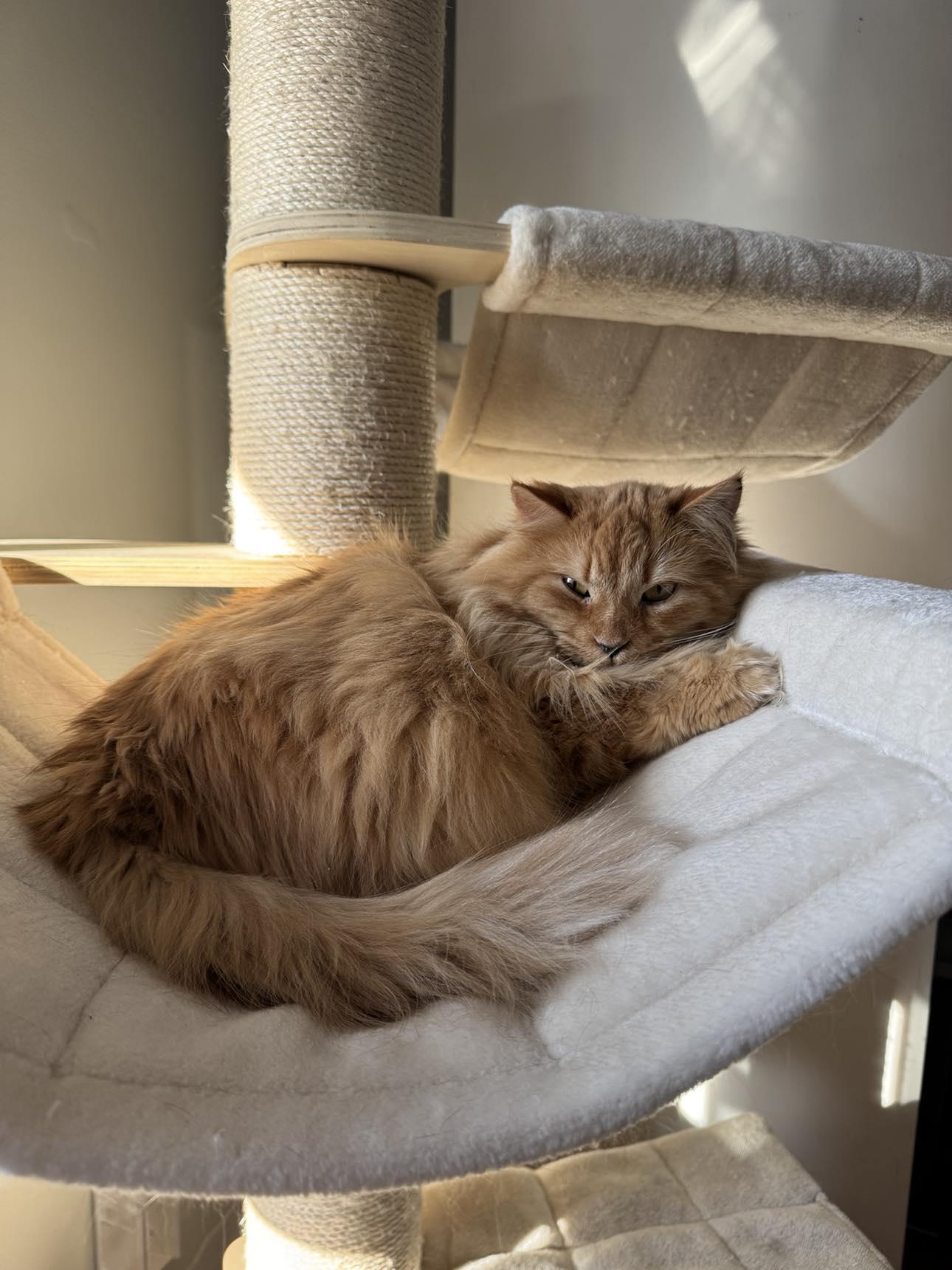 Enlarge Aries, a Adopted Tabby in Orleans, ON image 3/6