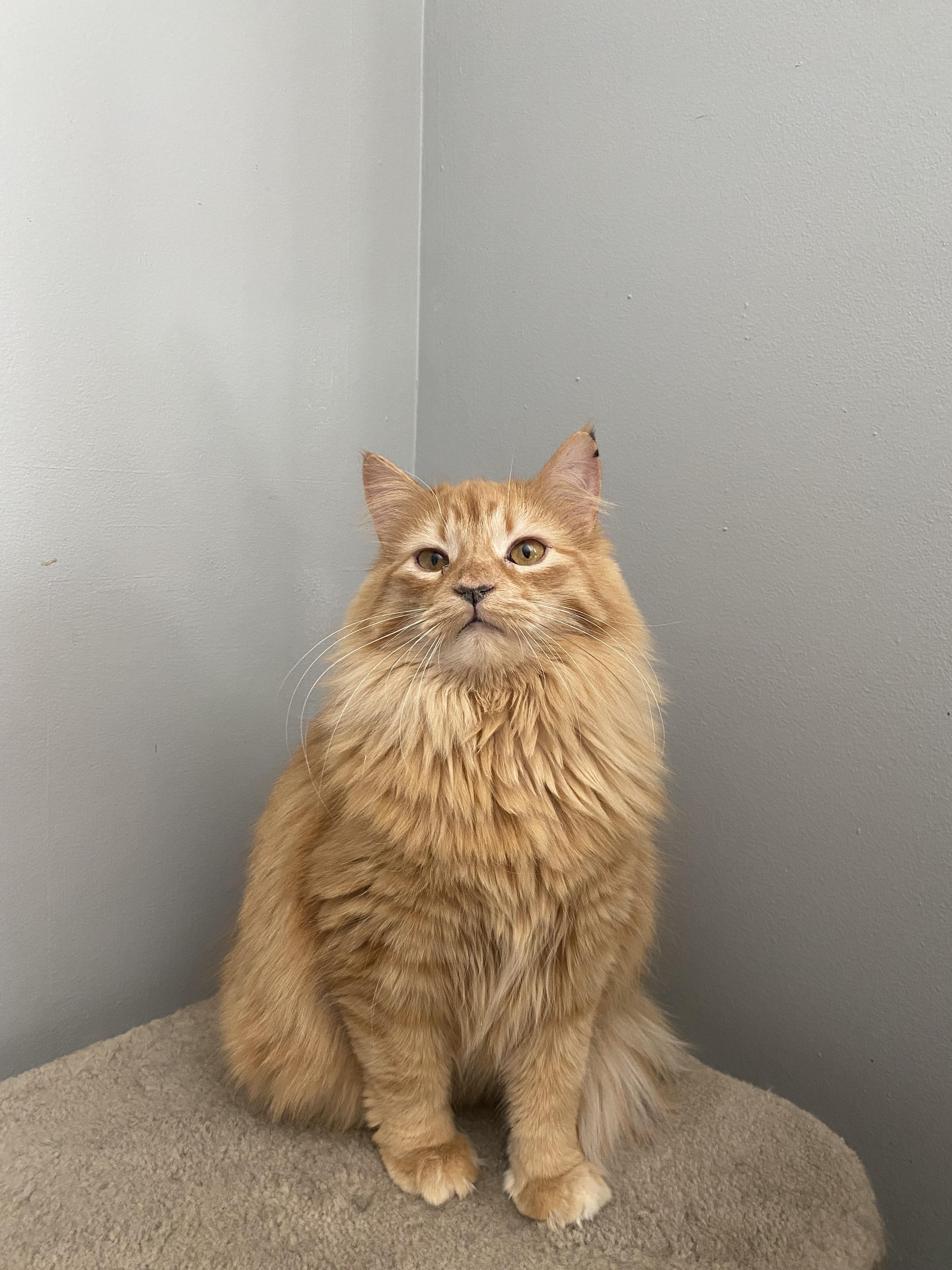 Enlarge Aries, a Adopted Tabby in Orleans, ON image 4/6