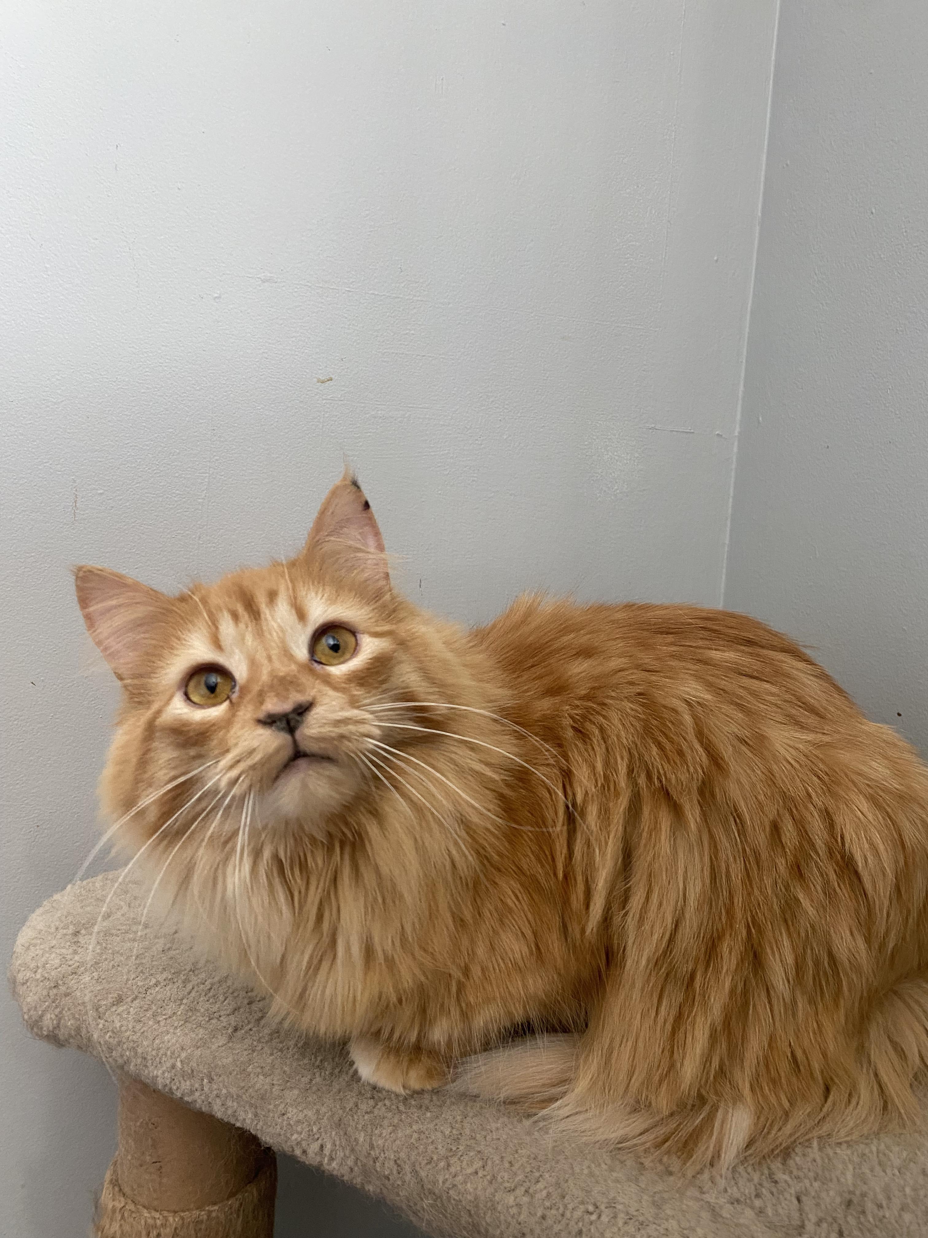 Enlarge Aries, a Adopted Tabby in Orleans, ON image 6/6