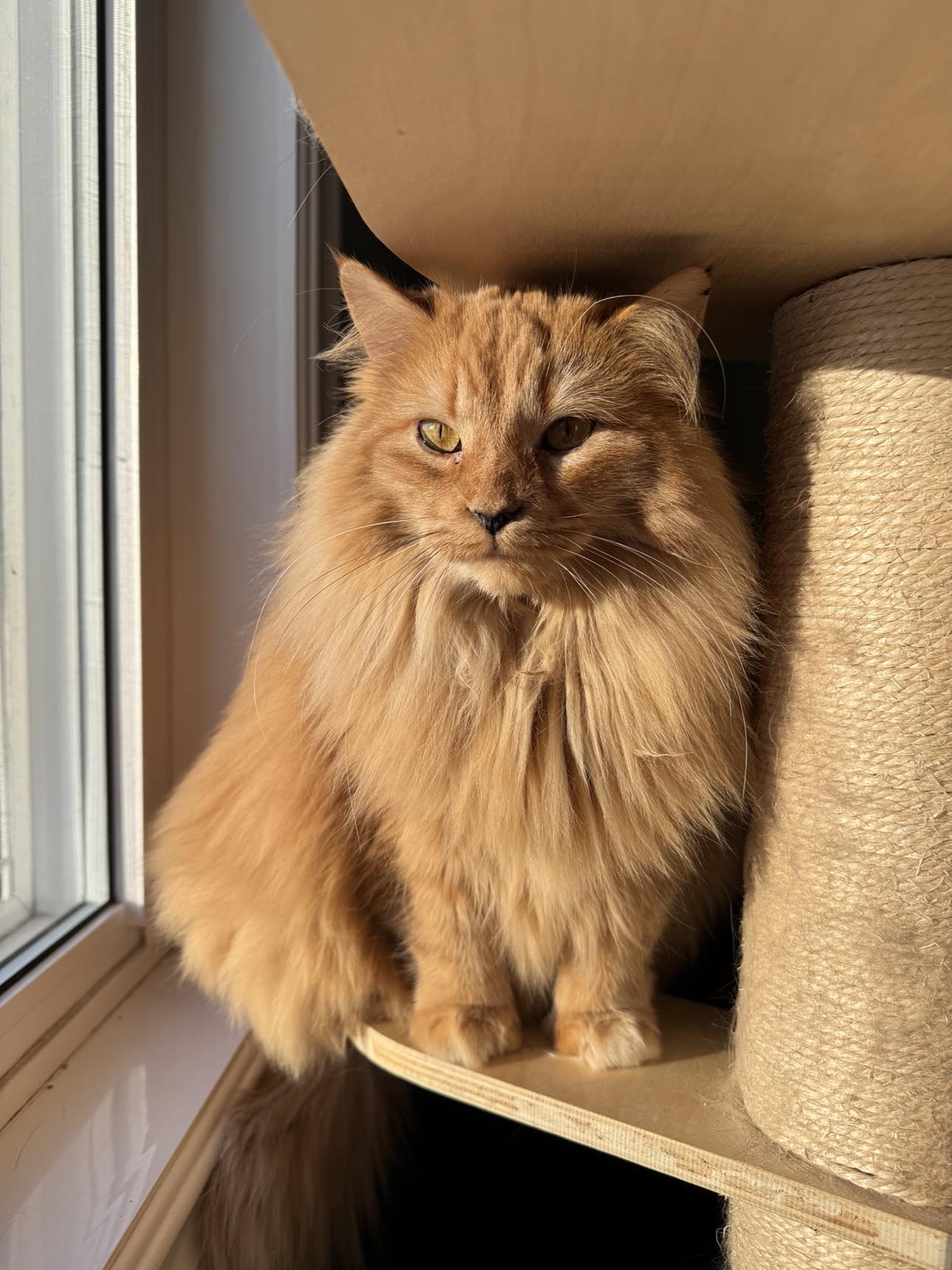 Enlarge Aries, a Adopted Tabby in Orleans, ON image 1/6