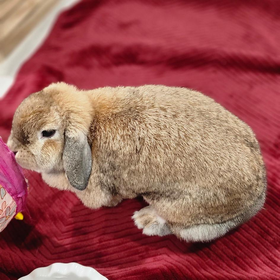 Sophie, a Adoptable Holland Lop in Baltimore, MD image 1/4