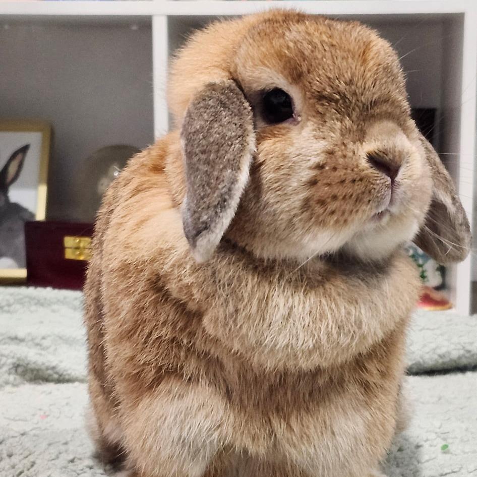 Sophie, a Adoptable Holland Lop in Baltimore, MD image 2/4