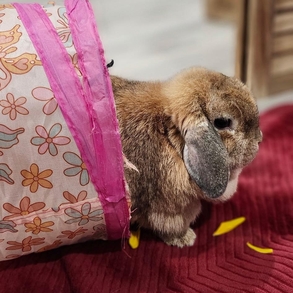 Sophie, a Adoptable Holland Lop in Baltimore, MD image 3/4