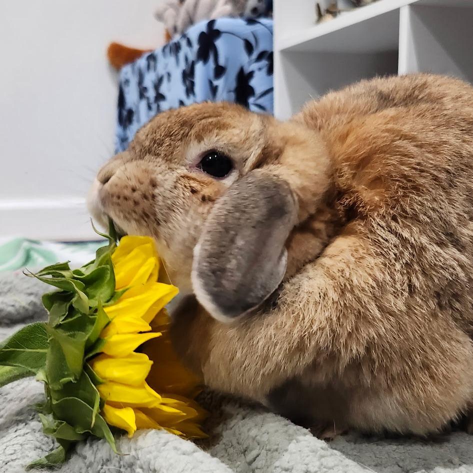 Sophie, a Adoptable Holland Lop in Baltimore, MD image 4/4