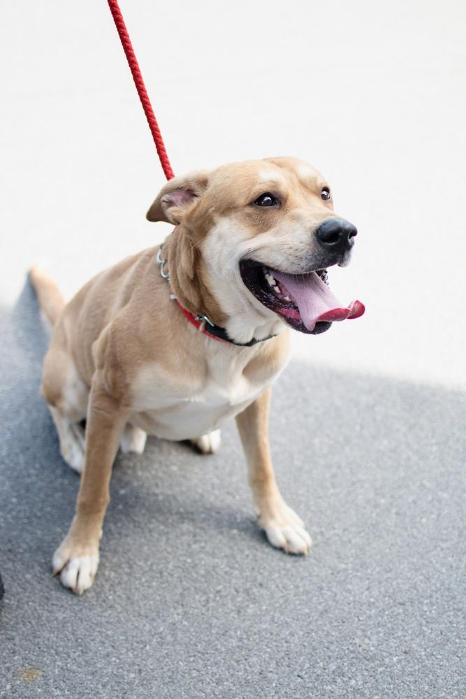 Ryder, Adoptable, Adult Male Shepherd & Labrador Retriever.