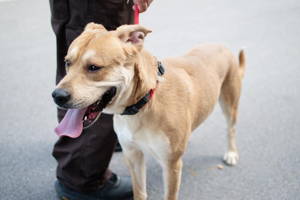 Enlarge Ryder, a Adoptable mixed breed in Frankfort, NY image 2/4