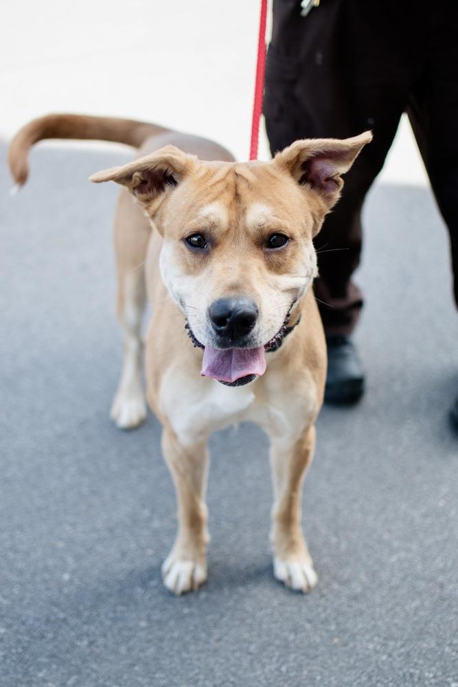 Enlarge Ryder, a Adoptable mixed breed in Frankfort, NY image 3/4