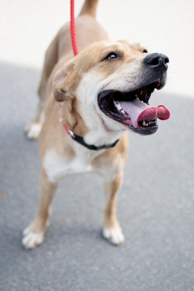 Enlarge Ryder, a Adoptable mixed breed in Frankfort, NY image 4/4