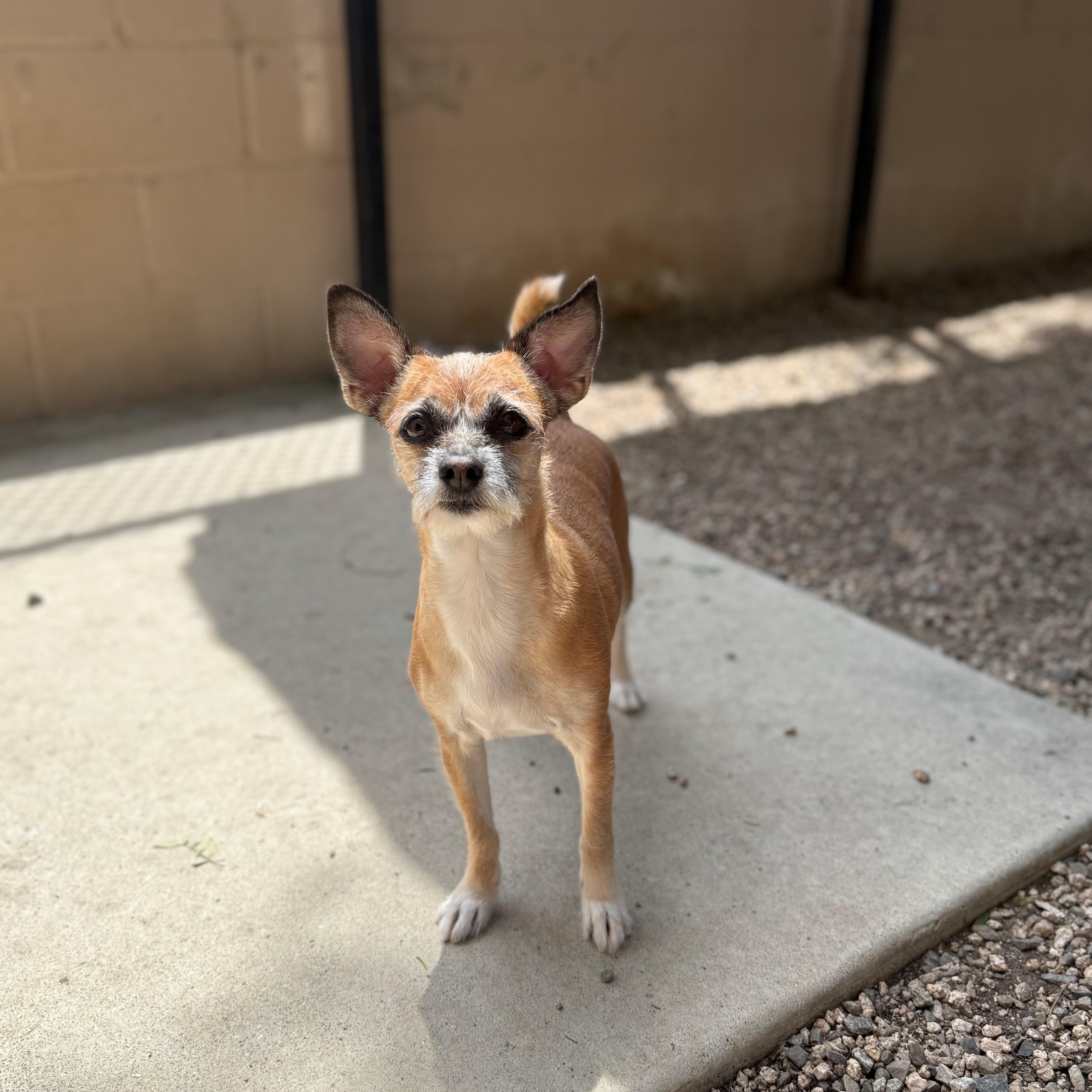 Enlarge Kiara, a ADOPTABLE Chihuahua in Laguna Beach, CA image 1/1