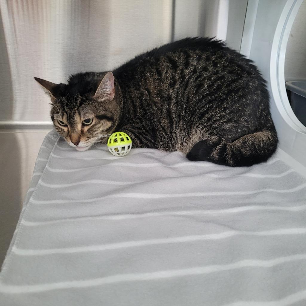 Luna, Adoptable, Adult Female Domestic Short Hair.