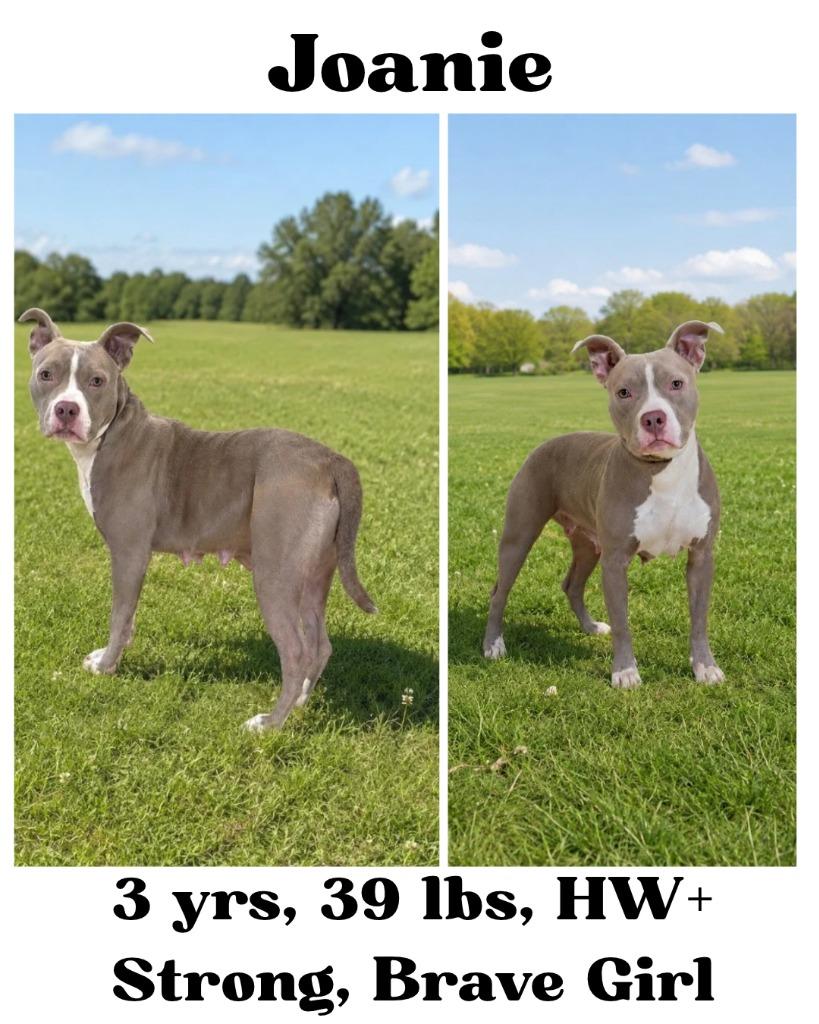 Enlarge Joanie, a Adoptable mixed breed in Albany, GA image 1/6