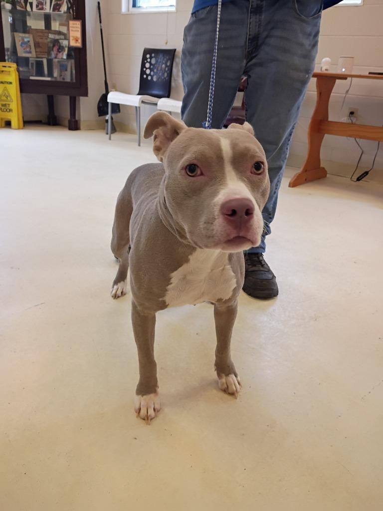 Enlarge Joanie, a Adoptable mixed breed in Albany, GA image 2/6