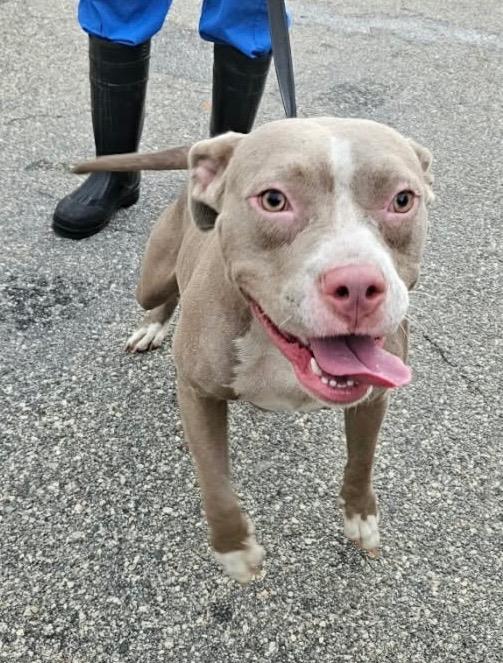 Enlarge Joanie, a Adoptable mixed breed in Albany, GA image 3/6